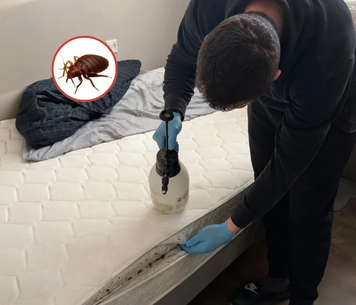 Technicien traitant un matelas contre les punaises de lit à Gometz-le-Châtel
